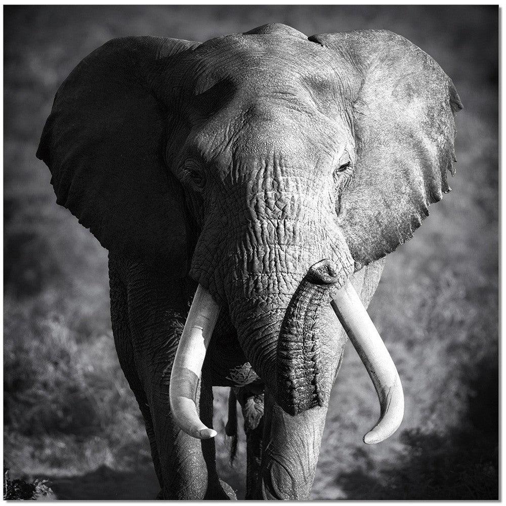 Elephant Power - Euro Living Furniture